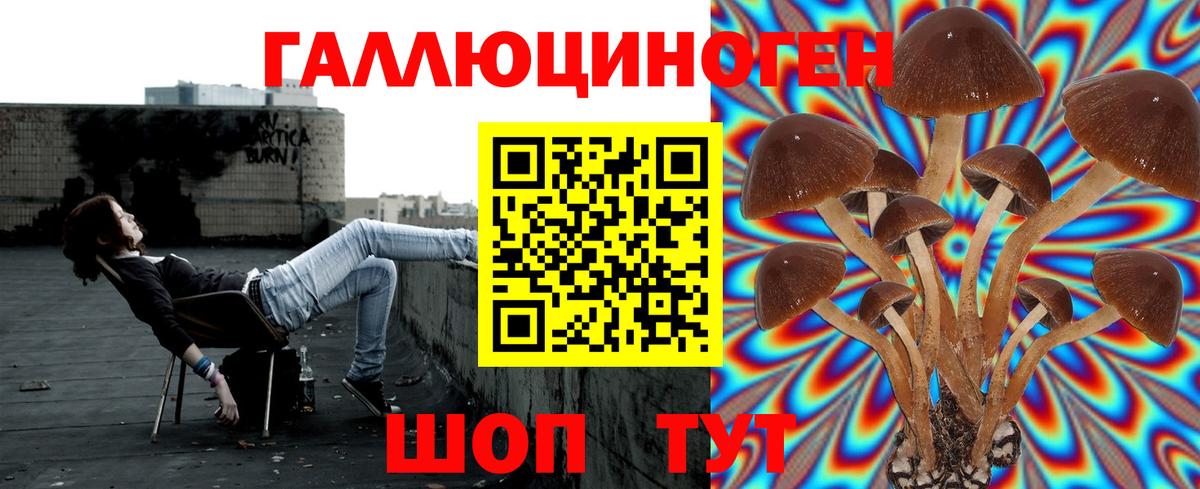 дарнет шоп  Псилоцибиновые грибы Psilocybe  Вход с VPN  Новочеркасск 